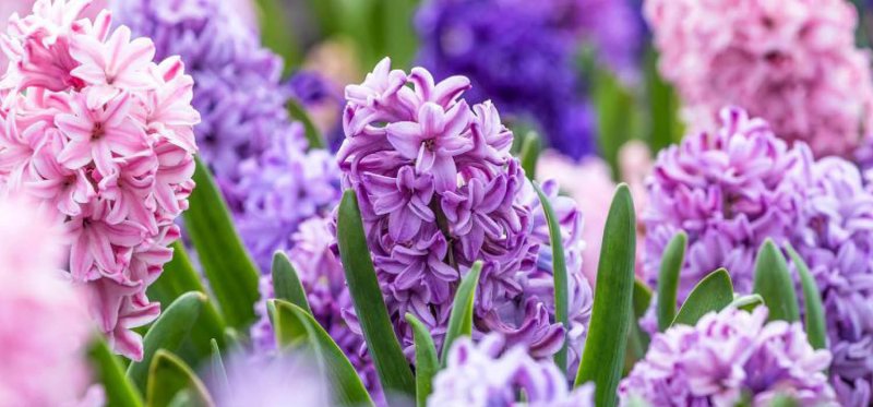 Весенние цветы гиацинты