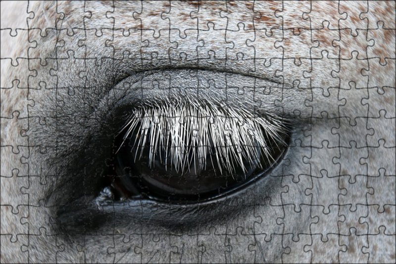 Глаз лошади