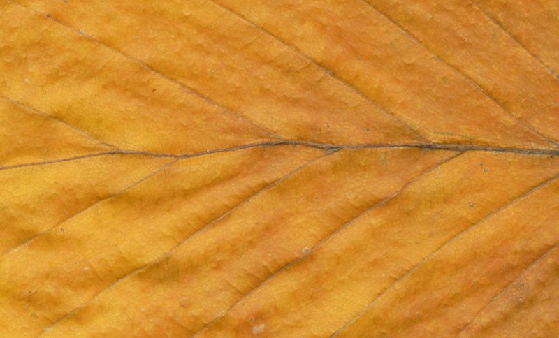 Фактура листьев