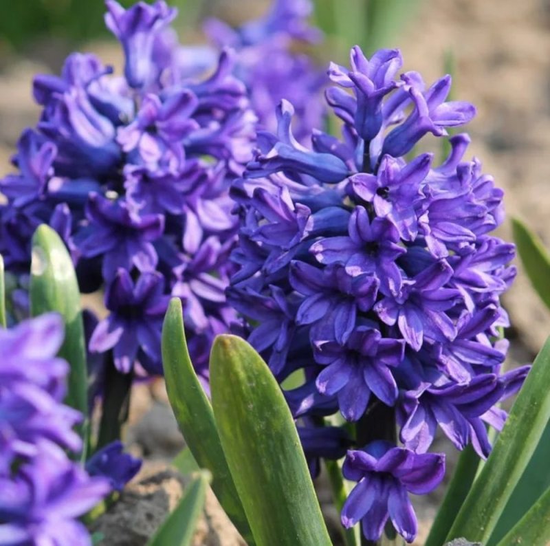 Гиацинт Питер Стайвесант