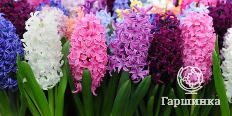 Гиацинт цветок