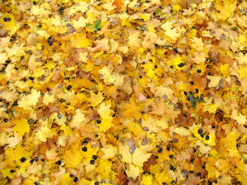 Желтый лист