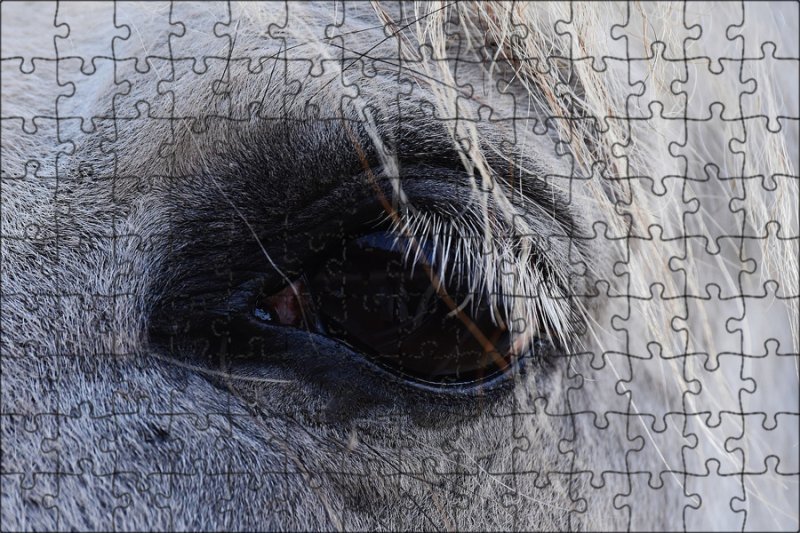 Глаз лошади