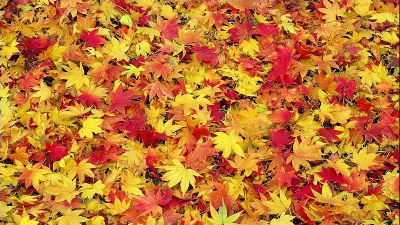 Ковер из осенних листьев
