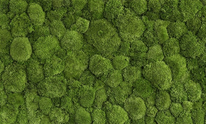 Фон мох ягель