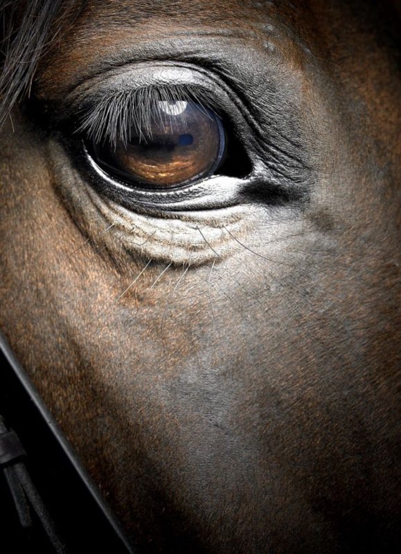 Лошадиный глаз
