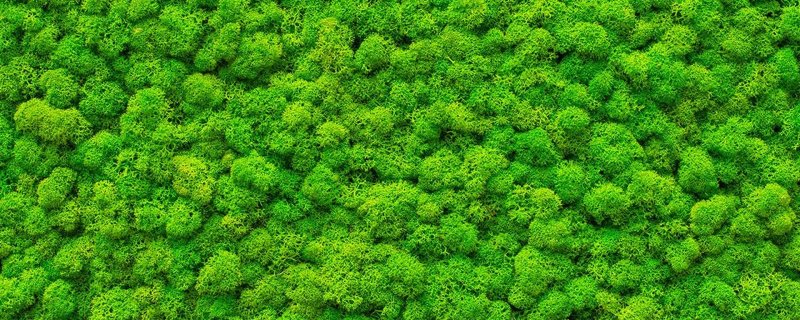 Мох ягель стабилизированный