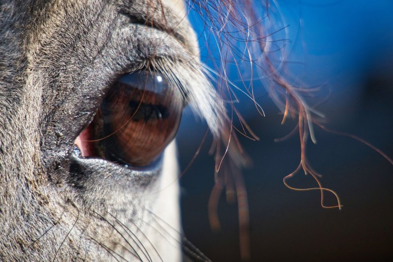 Глаз лошади макро