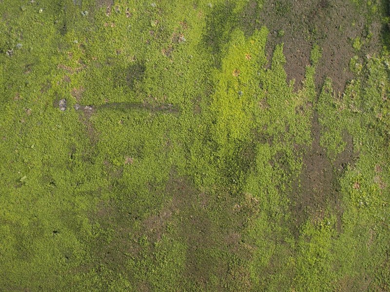 Грязная трава текстура бесшовная