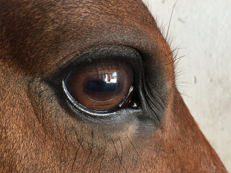 Зрачок лошади