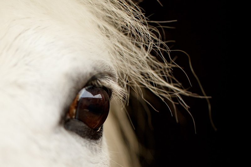 Зрачок лошади