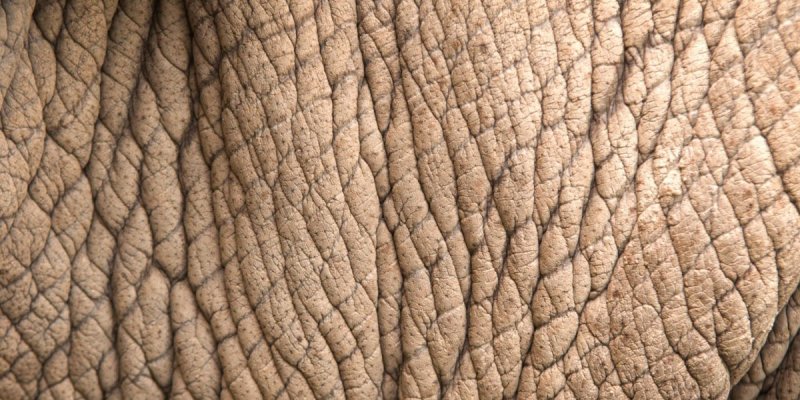 Кожа носорога