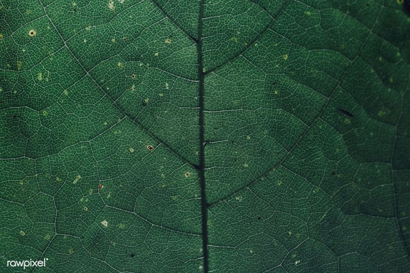 Фактура листа