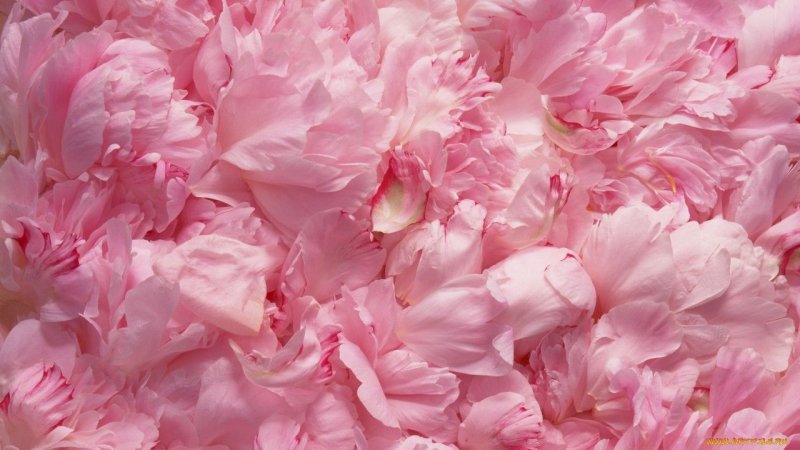 Розовые лепестки