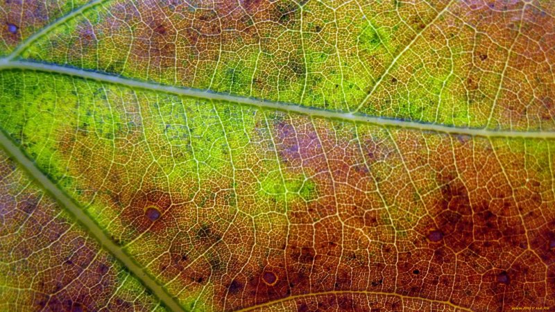 Лист с прожилками