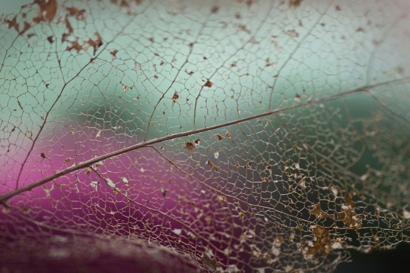 Прожилки листа