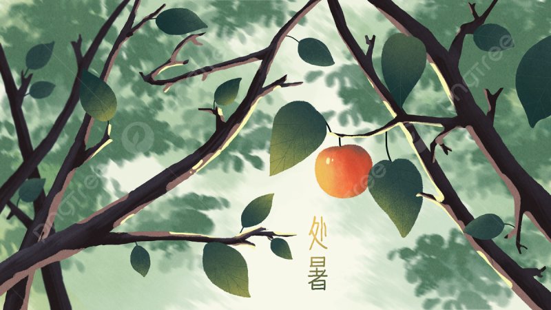 Яблоки на ветке