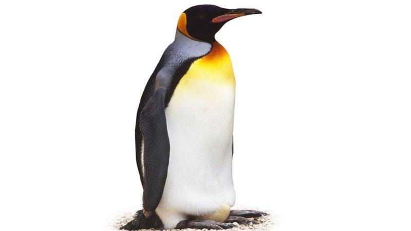 Пингвин картинка