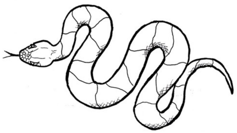Змея рисунок