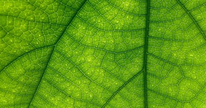 Текстура листа