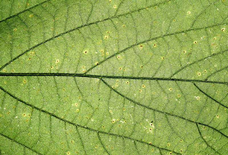 Фактура листвы