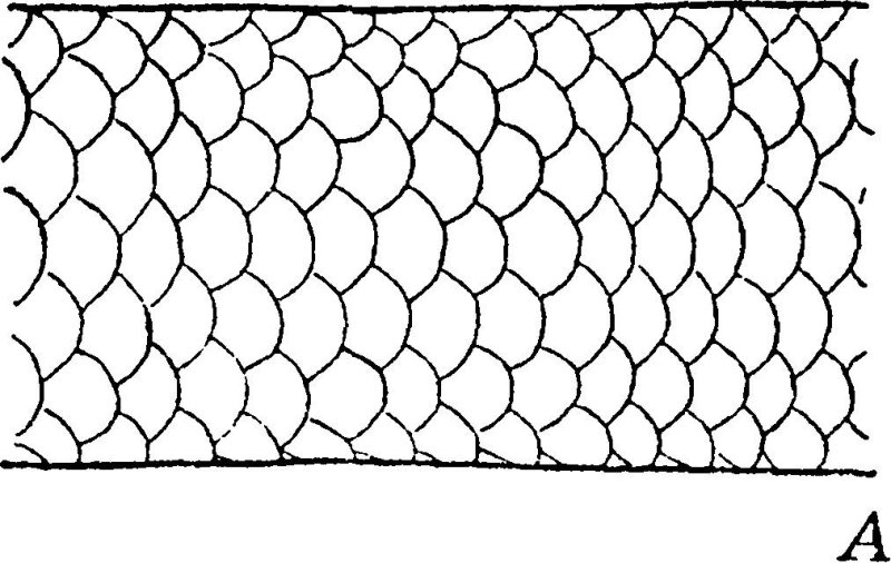 Змеиная чешуя Альфа