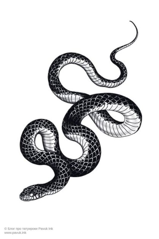 Эскиз змеи