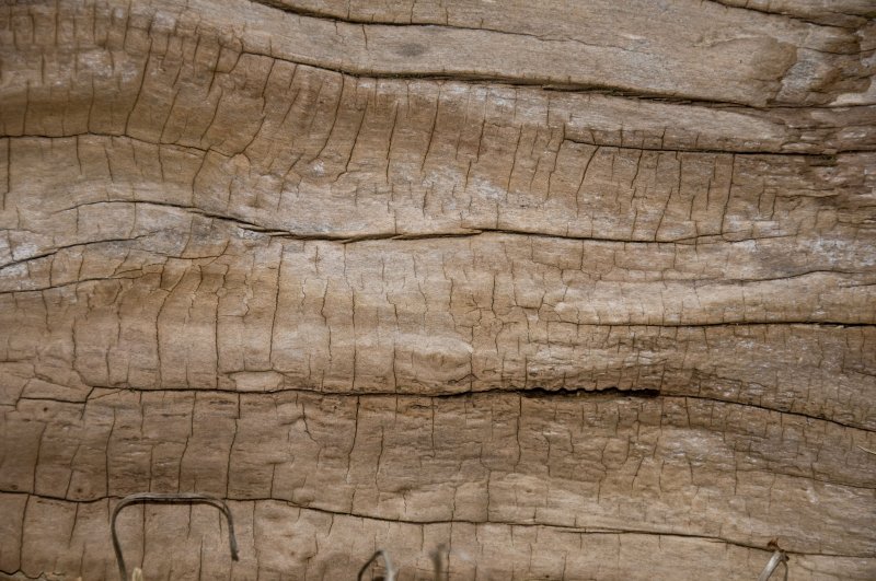 Фактура дерева