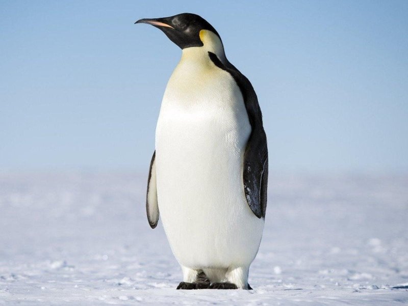 Императорский Пингвин в Антарктиде
