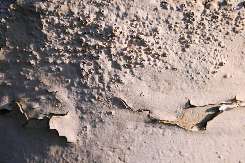 Дефекты лакокрасочного покрытия