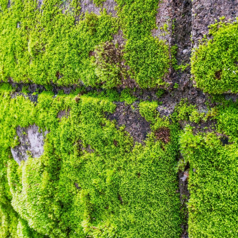 Плитник мох