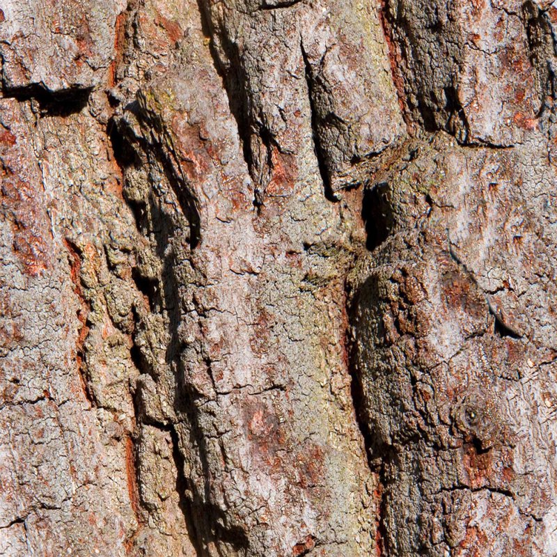 Текстура коры дерева