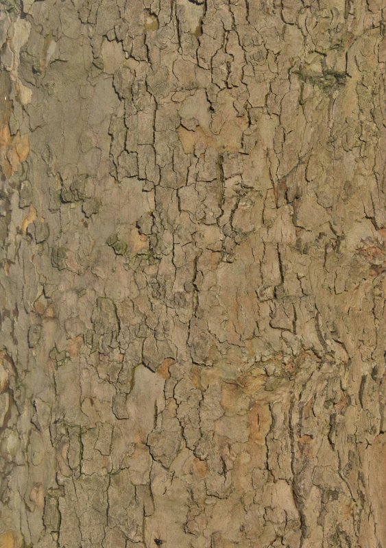 Кора Сакуры текстура