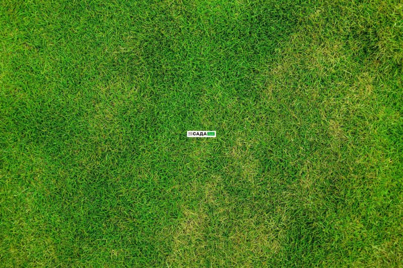 Текстура травы