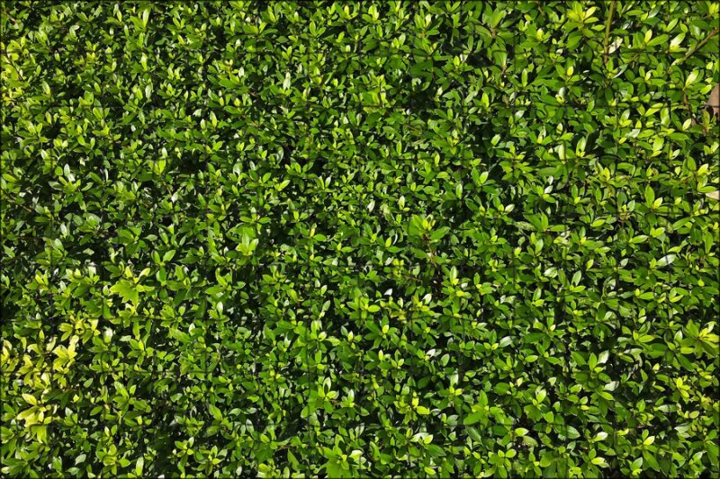 Самшит изгородь паттерн