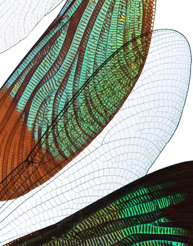 Крылья Стрекозы