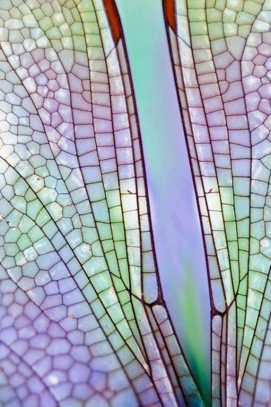 Крылья Стрекозы