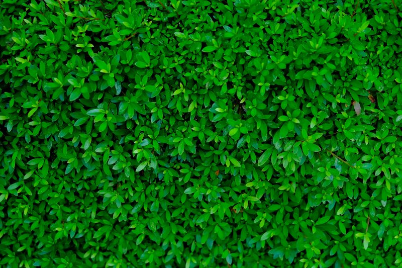 Текстура изгороди