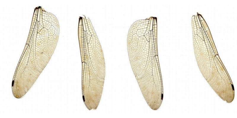 Крылья Стрекозы