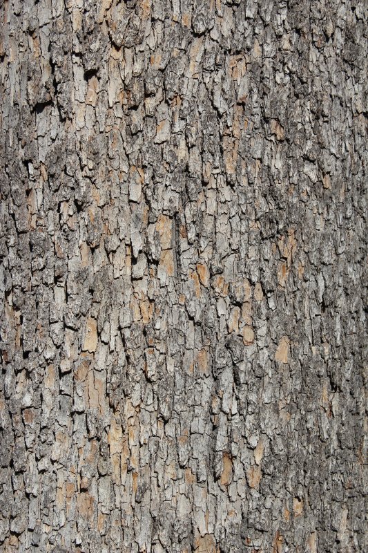 Фактура коры дерева