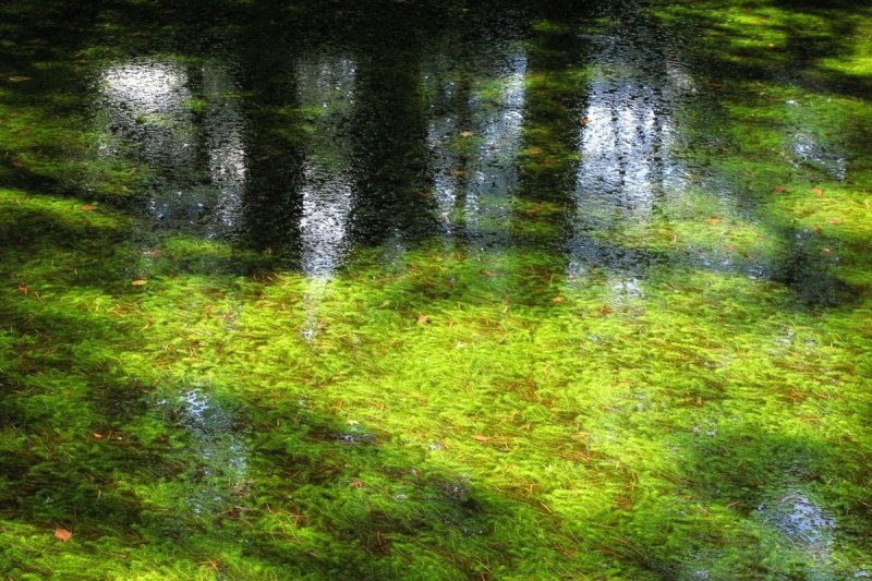 Зеленое болото