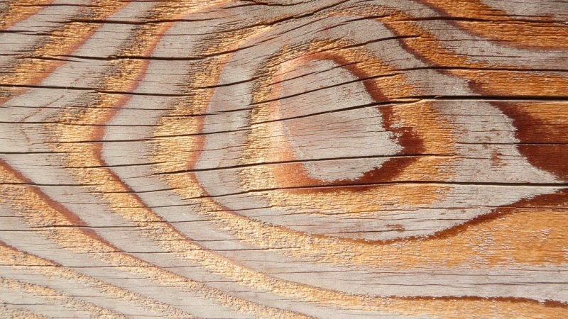 Текстура дерева