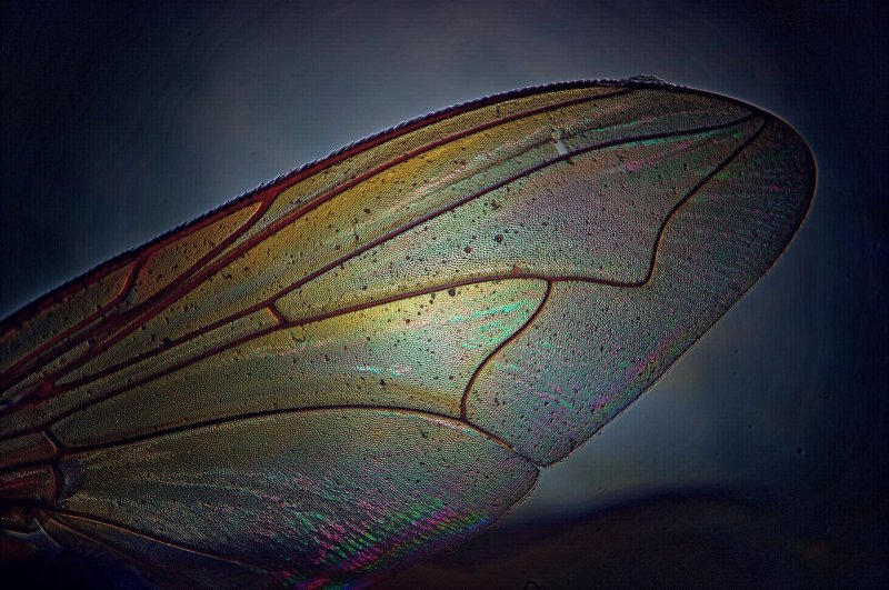 Крылья Стрекозы