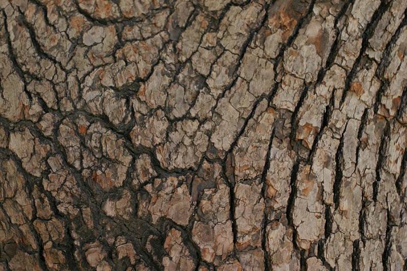 Фактура коры дерева