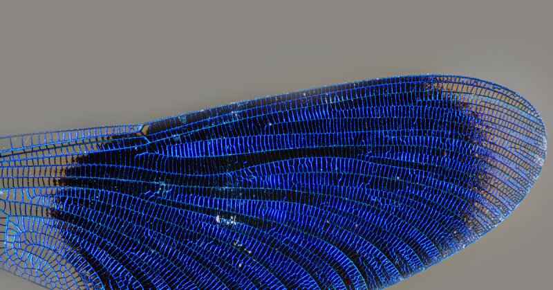 Крылья насекомых