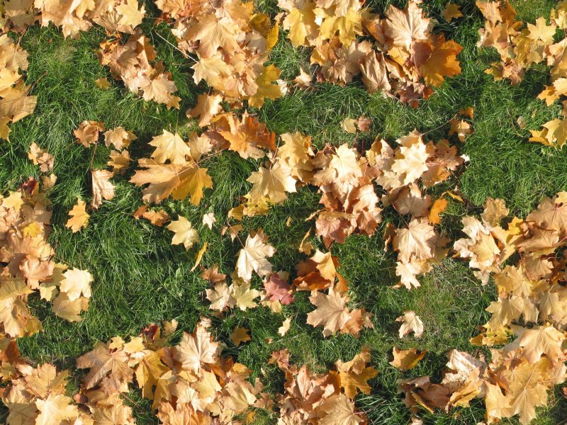 Много листьев