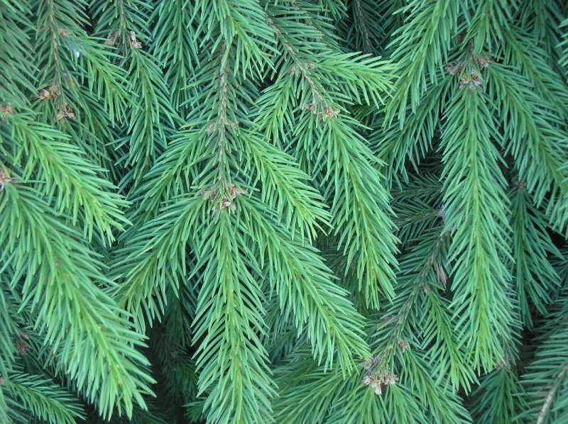 Хвоя текстура