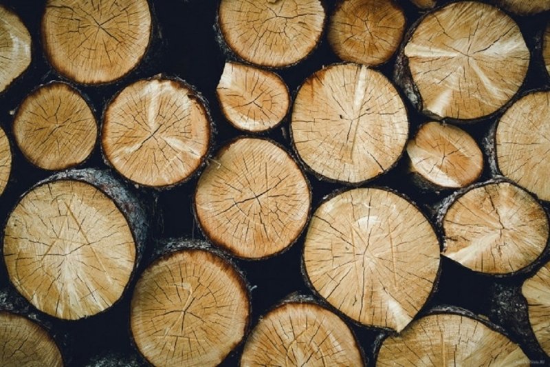 Красивый срез дерева