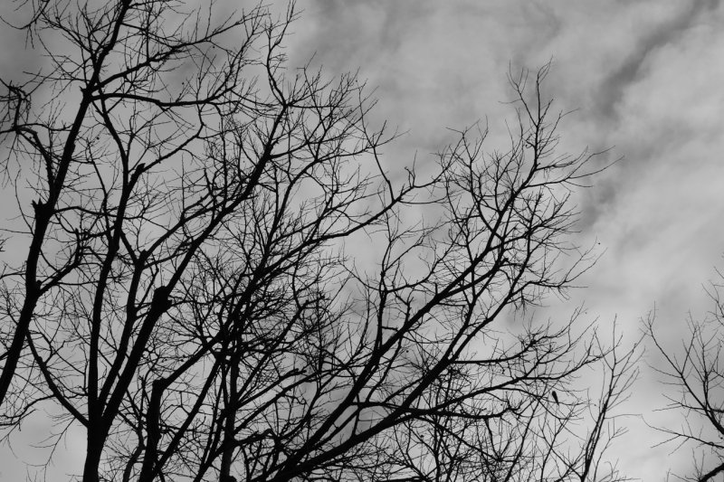 Ветви деревьев