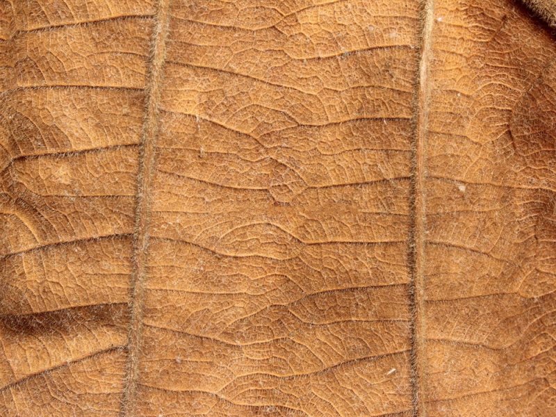 Табачный лист